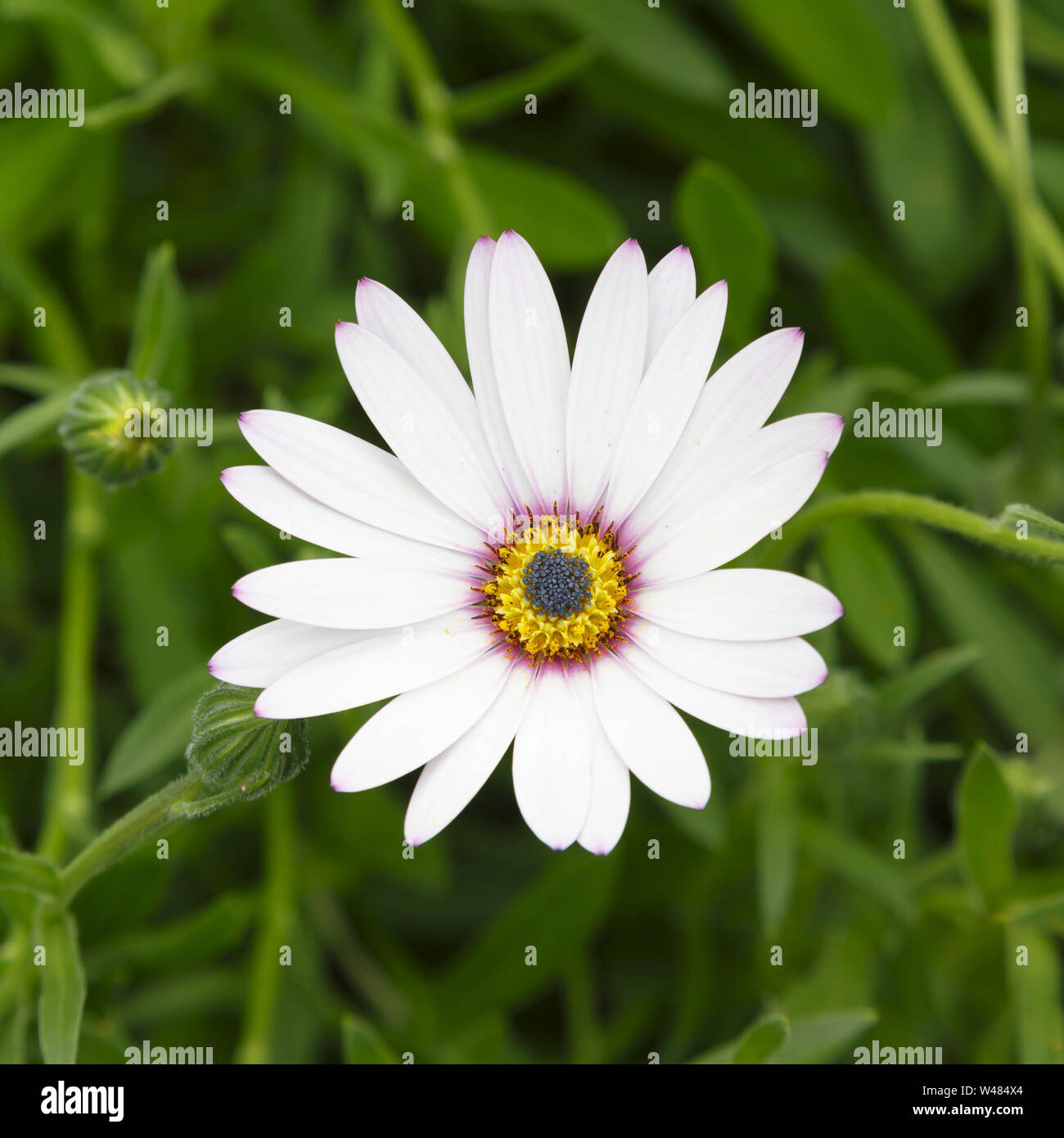 Single white cape daisy flower, Osteospermum, au format carré idéal pour une carte de voeux design Banque D'Images