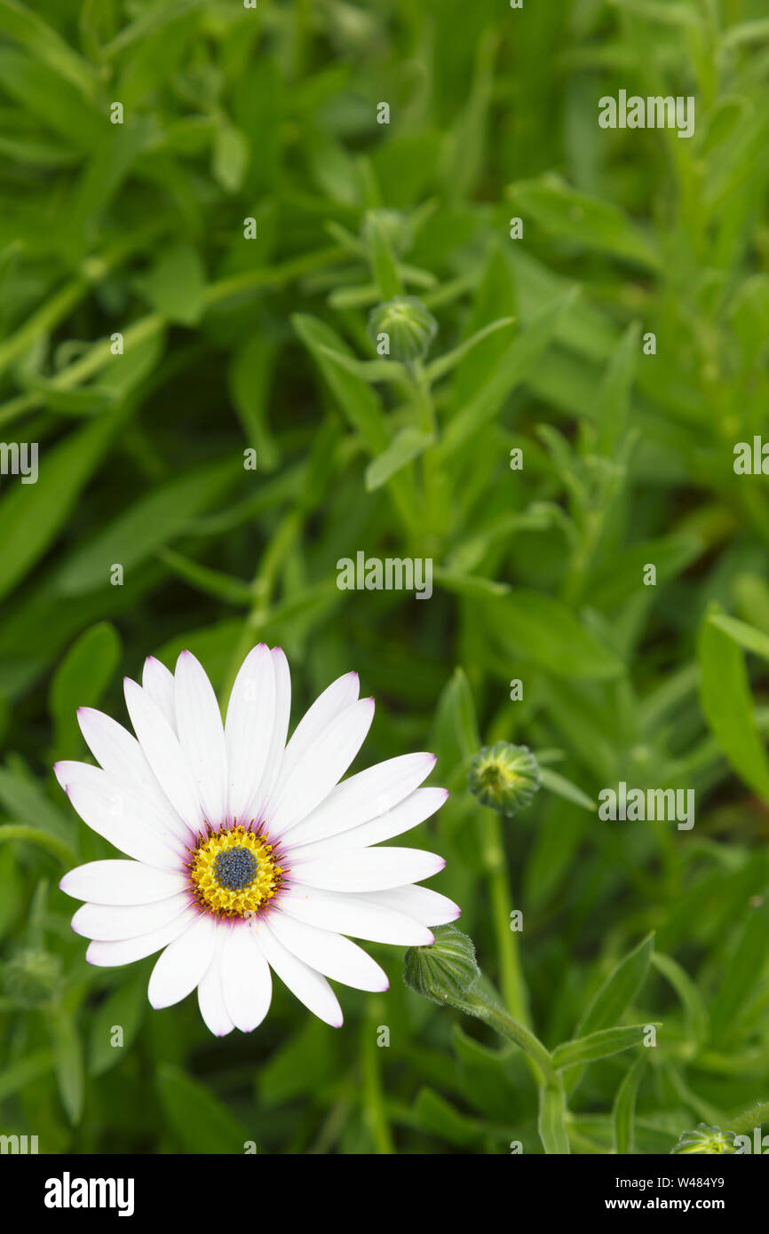 Cap Blanc, fleurs Daisy Osteospermum, feuillage vert et avec beaucoup d'espace, idéal pour copier un modèle, de conception ou d'arrière-plan Banque D'Images