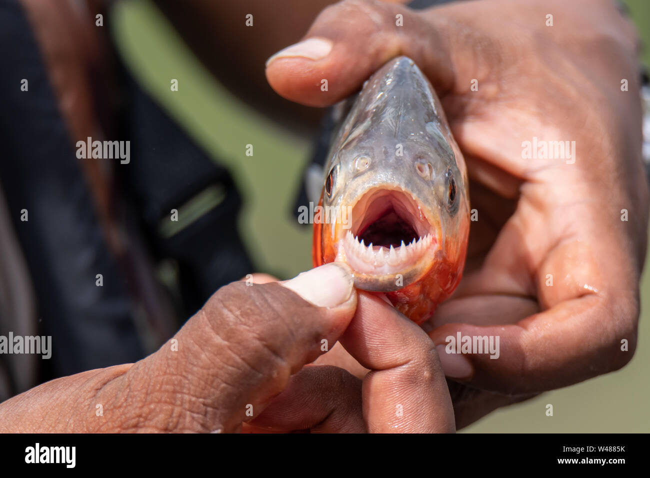 La pêche de l'Red-Bellied Piranha dans l'Amazonie péruvienne Banque D'Images