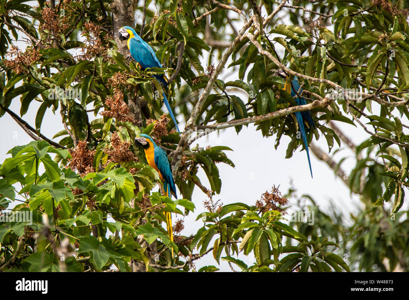 Aras bleu et jaune (Ara ararauna) en Amazonie péruvienne Banque D'Images