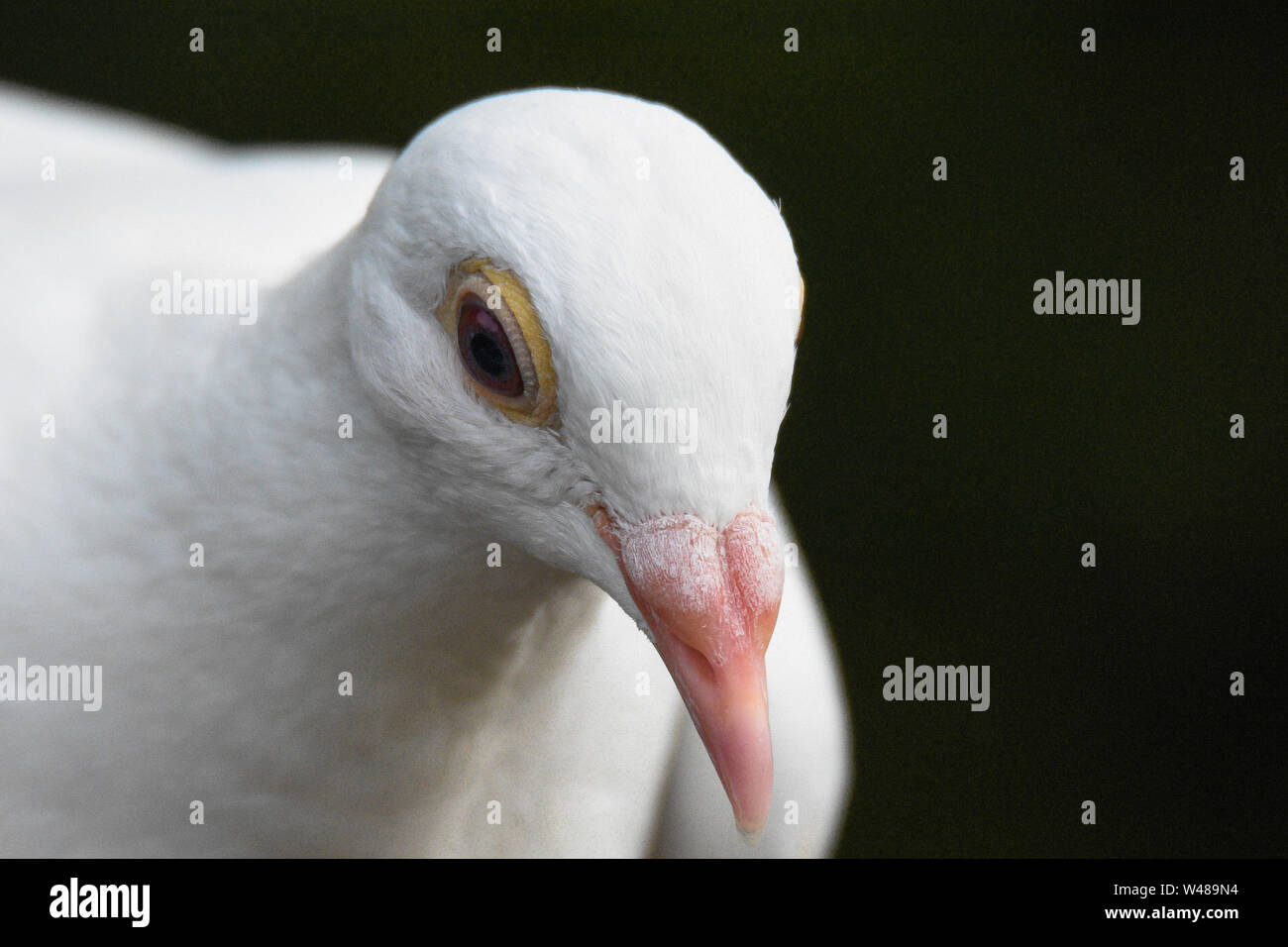 Le pigeon le plus rapide au monde Banque D'Images