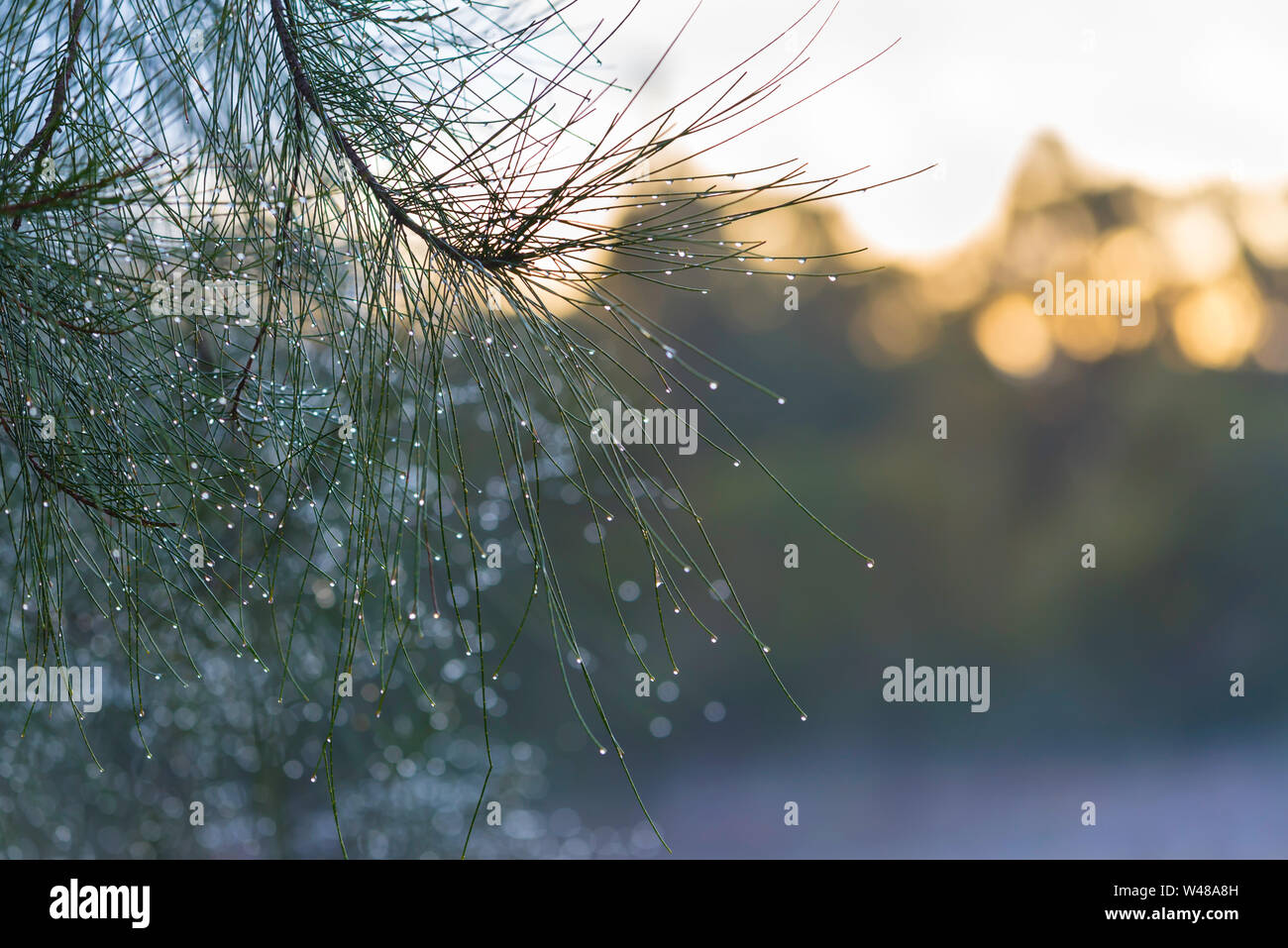 Les gouttelettes d'eau s'accrochent à des aiguilles d'un arbre australien humide Sheoak (Casuarina) au début avant l'aube, la lumière du matin Banque D'Images