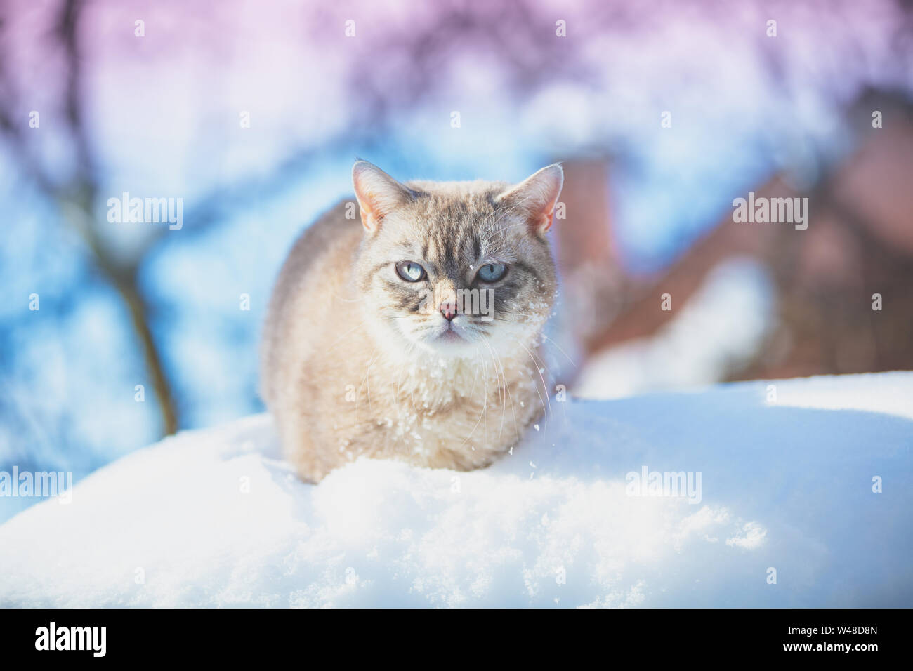 Chat Siamois mignon se trouve dans la profondeur de la neige en hiver Banque D'Images