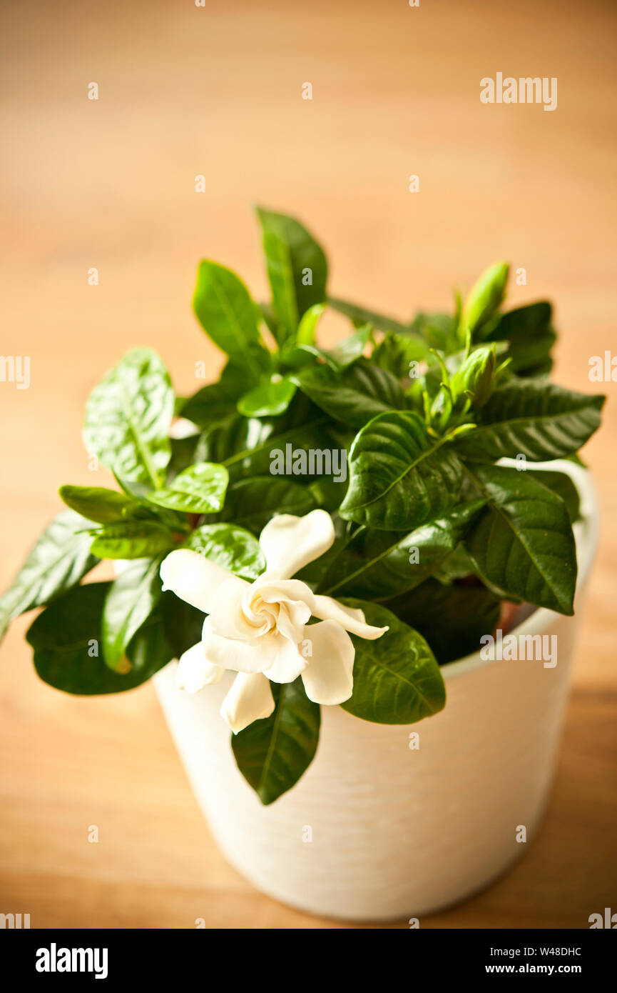 Gardenia jasminoides plante en fleurs dans un vase à fleurs blanches fleurs Banque D'Images
