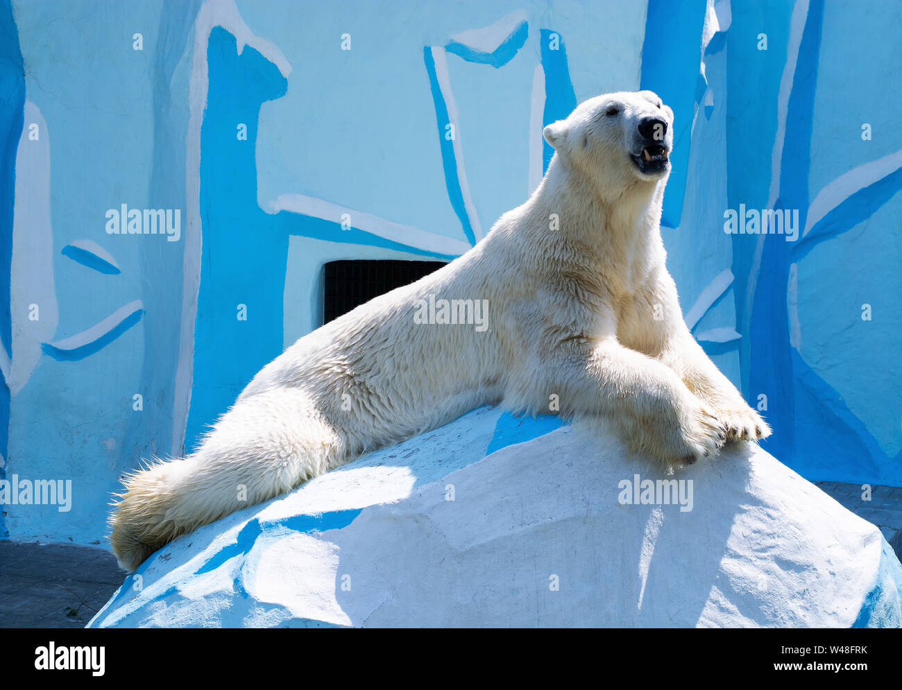 Ours polaire couché sur un rocher dans un zoo Banque D'Images