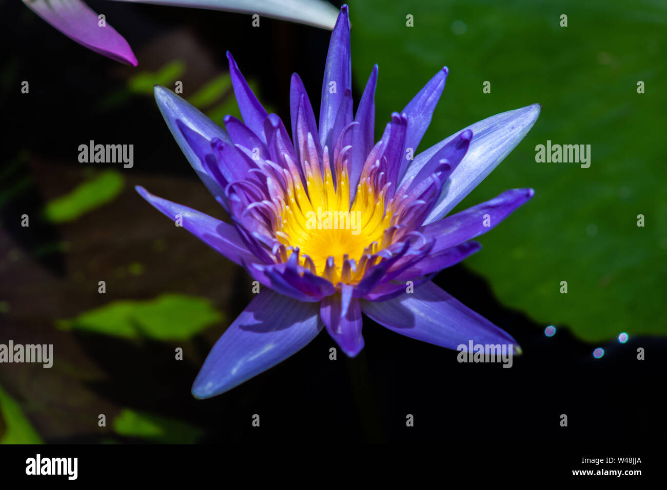 Lotus sacré ou lotus indien, la longévité de ses graines est célèbre, qui peuvent germer après dix siècles. Banque D'Images