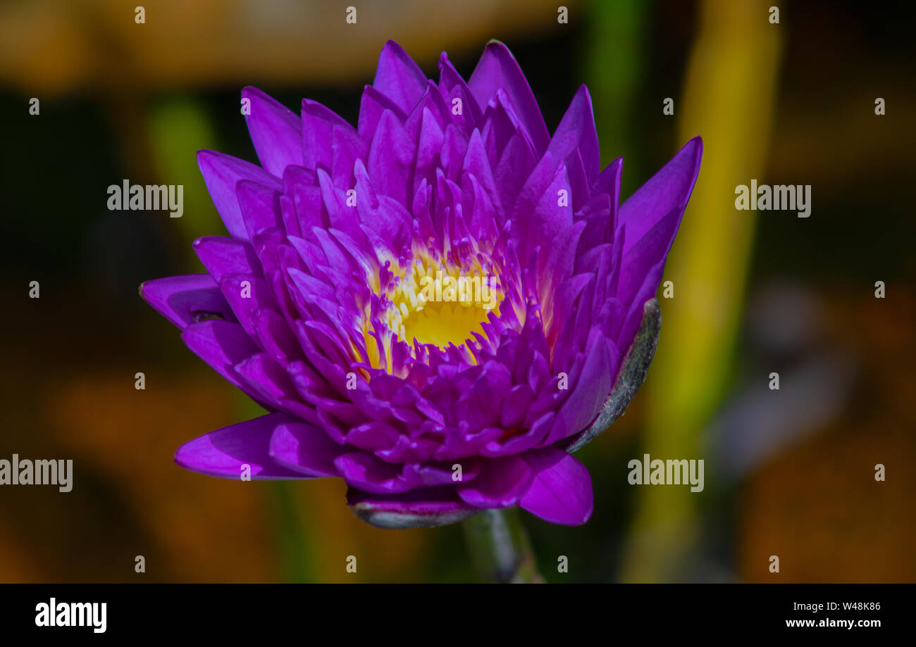 Lotus sacré ou lotus indien, la longévité de ses graines est célèbre, qui peuvent germer après dix siècles. Banque D'Images
