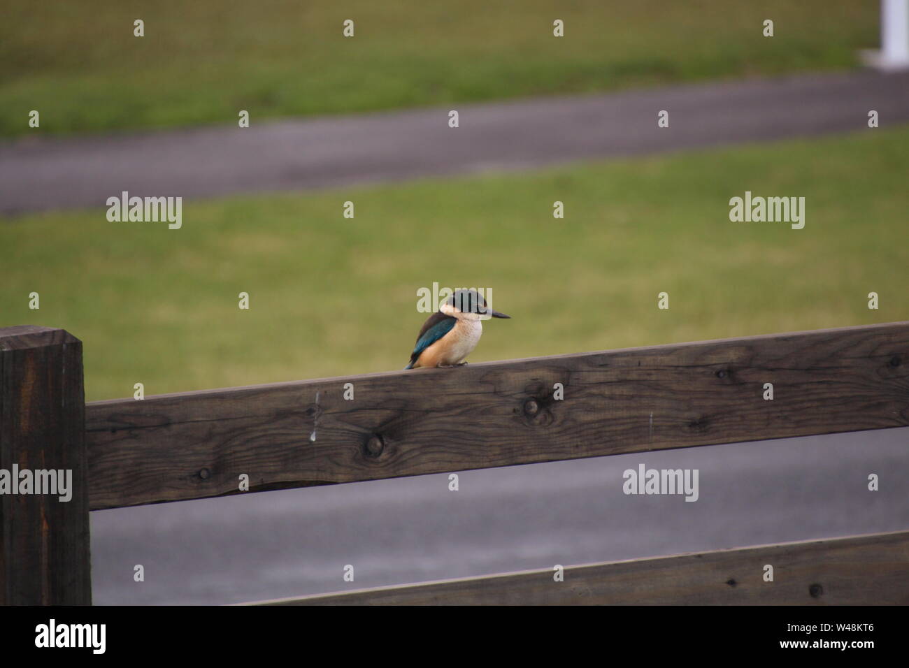 Kingfisher assis sur un poste de clôture à la recherche d'insectes Banque D'Images