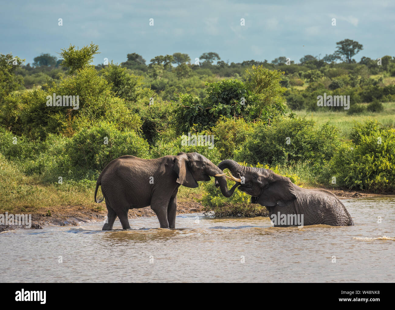 Les jeunes éléphants jouant dans l'eau, Kruger National Park, Afrique du Sud. Banque D'Images