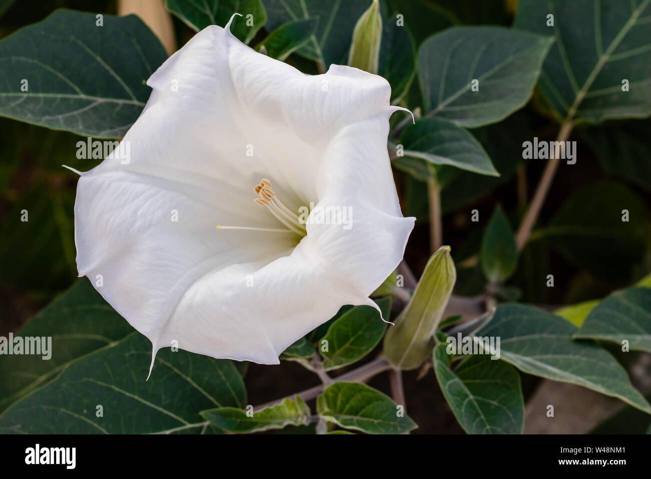 Datura inoxia - white flower close-up. Inoxia avec des feuilles vertes. Floral background. Banque D'Images