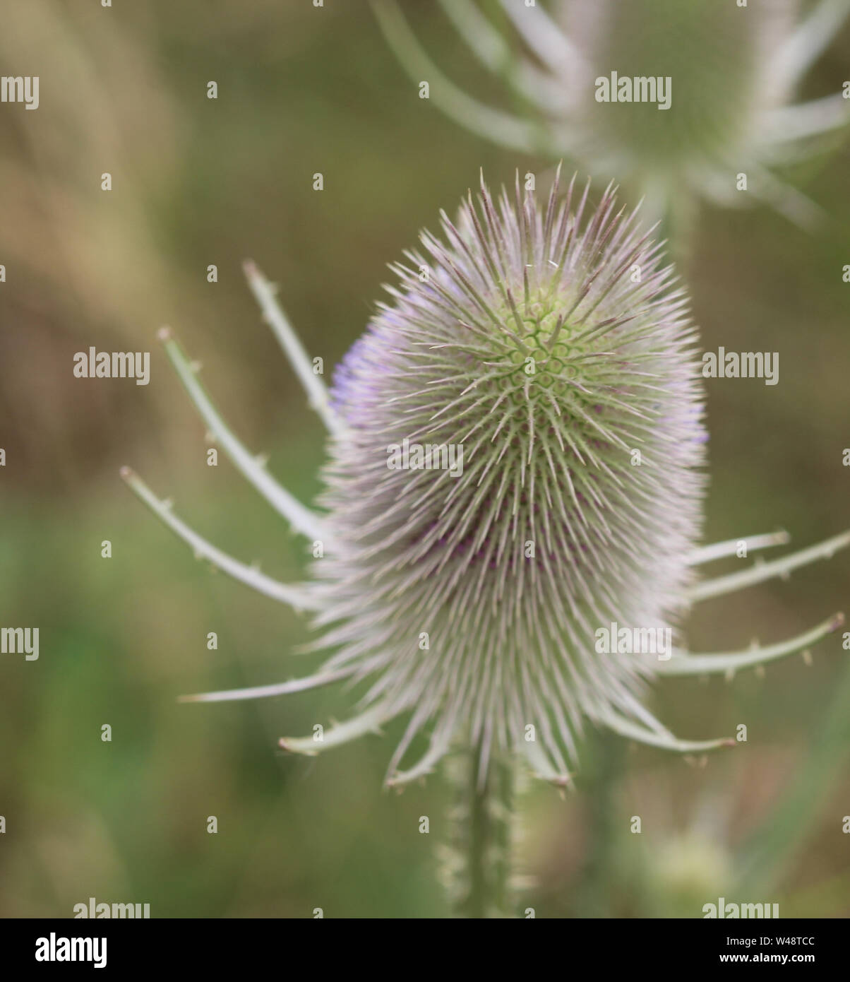 Close up de cardère sauvage ou fullers ou cardère (Dipsacus fullonum) Banque D'Images