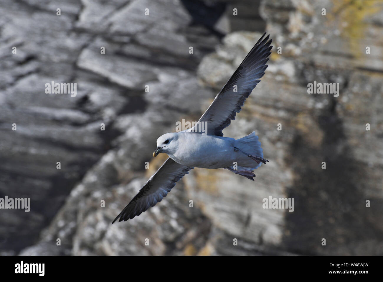 ;Fulmar (Fulmarus glacialis);en vol;caithness;Ecosse Banque D'Images