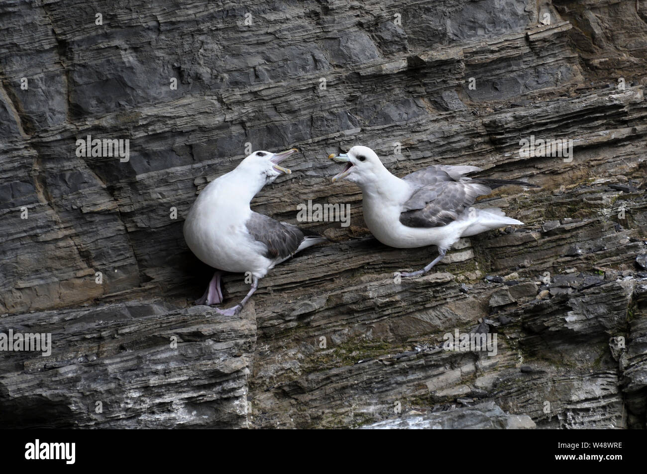 ;Fulmar (Fulmarus glacialis);falaise rocheuse;caithness;Ecosse Banque D'Images