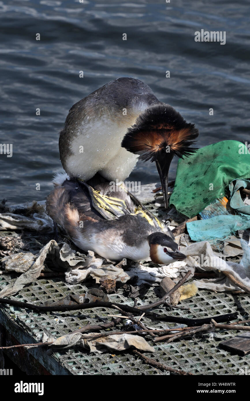 Grèbe huppé Podiceps cristatus;;l'accouplement;greenwich harbor;london;uk Banque D'Images