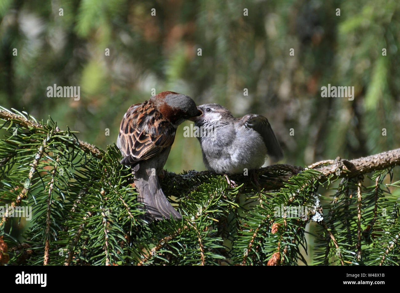 Moineau domestique Passer domesticus;juvénile alimentation;le parc national de Cairngorms;Ecosse Banque D'Images