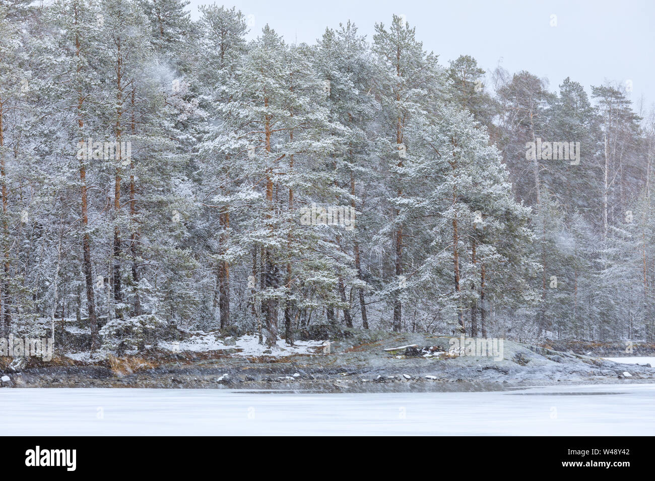 Les fortes chutes de neige et vent au bord du lac forest Banque D'Images