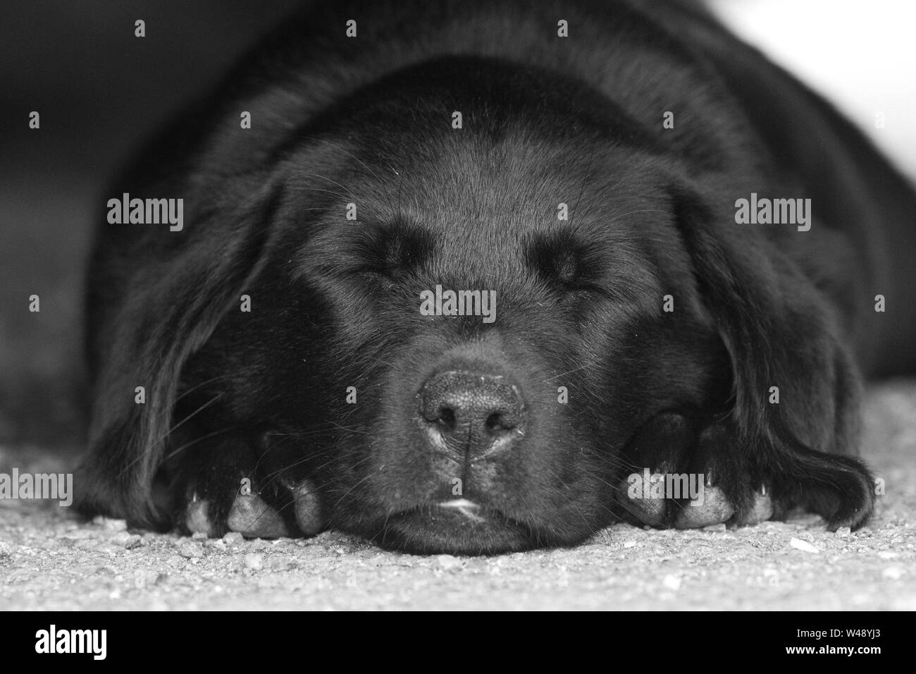 Joli portrait d'un jeune noir de la semaine 8 Labrador, chiot dormir sur le terrain Banque D'Images