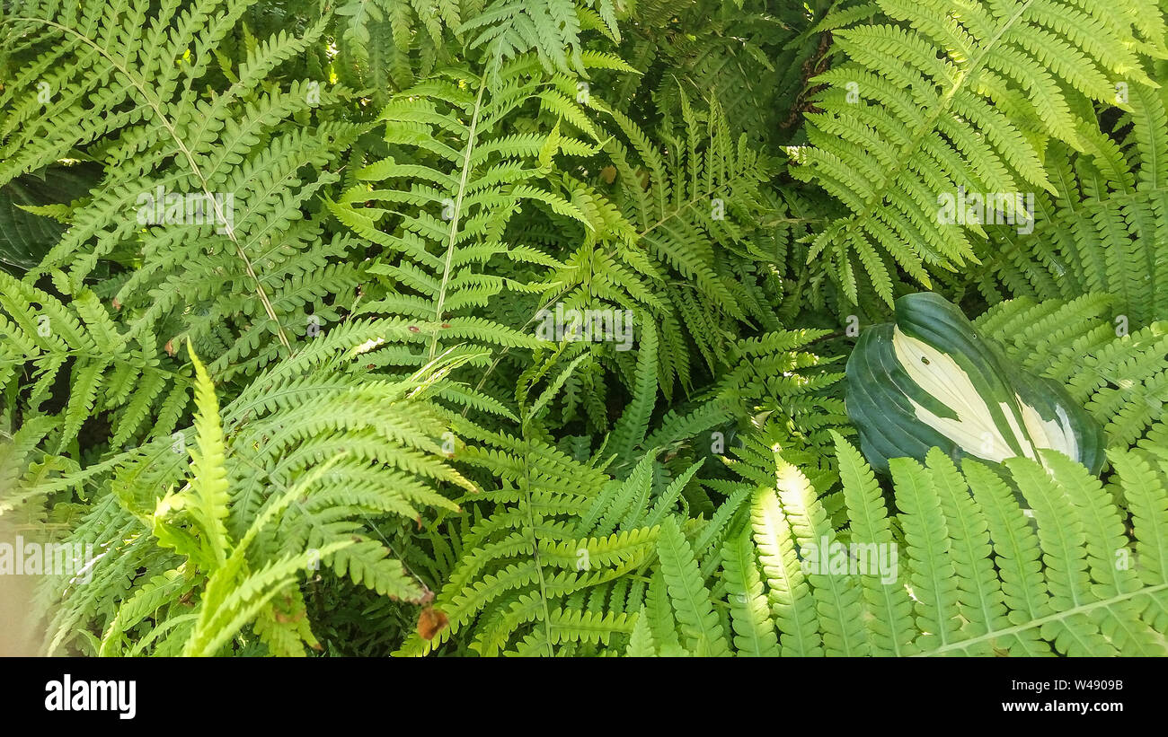 Les feuilles tropicales, floral, vraie photo Banque D'Images