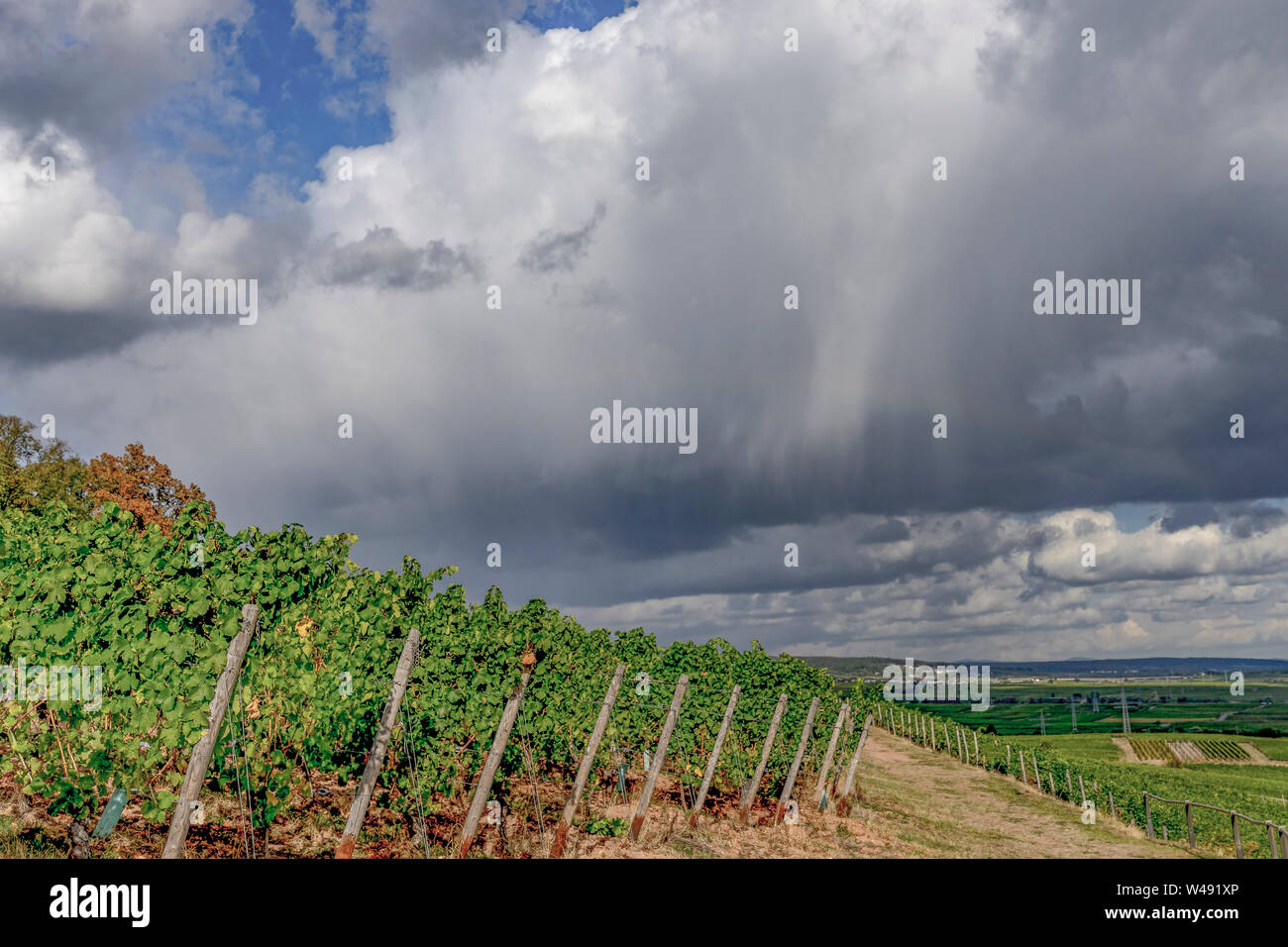 Vignobles dans le Rheingau, Hesse, près de Ruedesheim en été, avec l'averse de pluie Banque D'Images