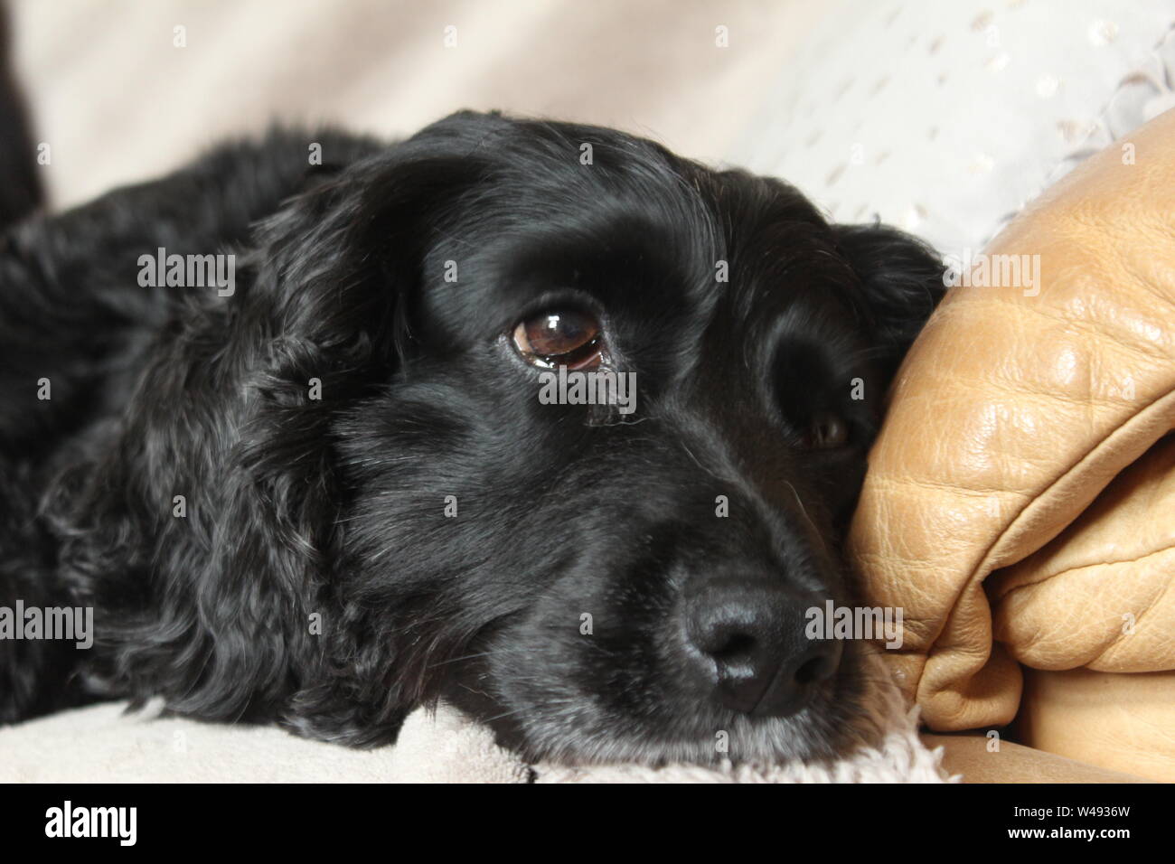 Close up d'un noir brillant, le visage de chien couché sur un canapé beige Banque D'Images