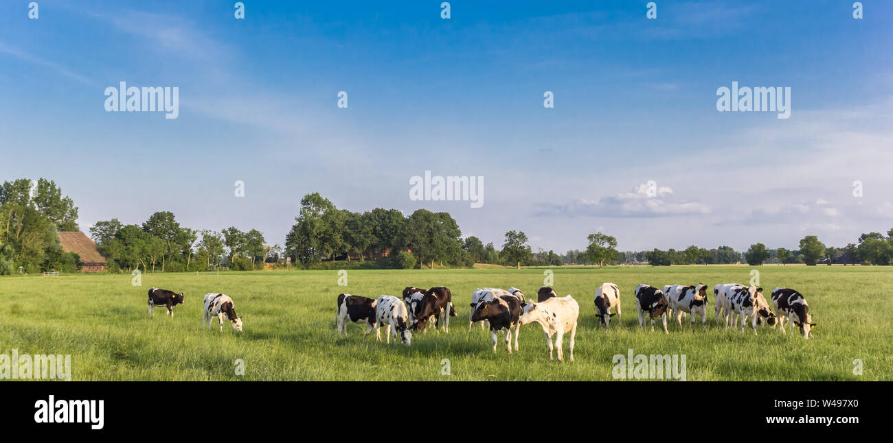 Panorama de l'Holstein vaches noir et blanc à Groningue, Pays-Bas Banque D'Images