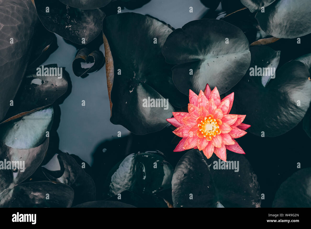Fleurs de lotus rose dans l'étang flore le jardin. Banque D'Images