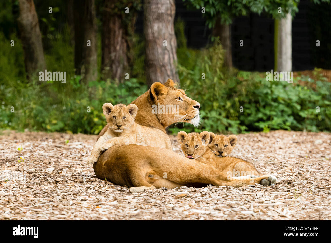 Lionne avec ses trois oursons (Panthera leo) Banque D'Images