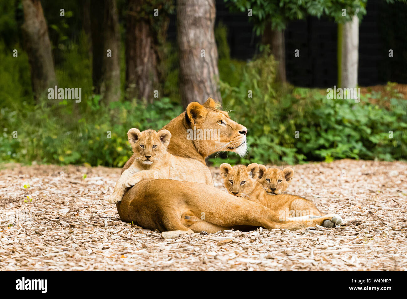 Lionne avec ses trois oursons (Panthera leo) Banque D'Images