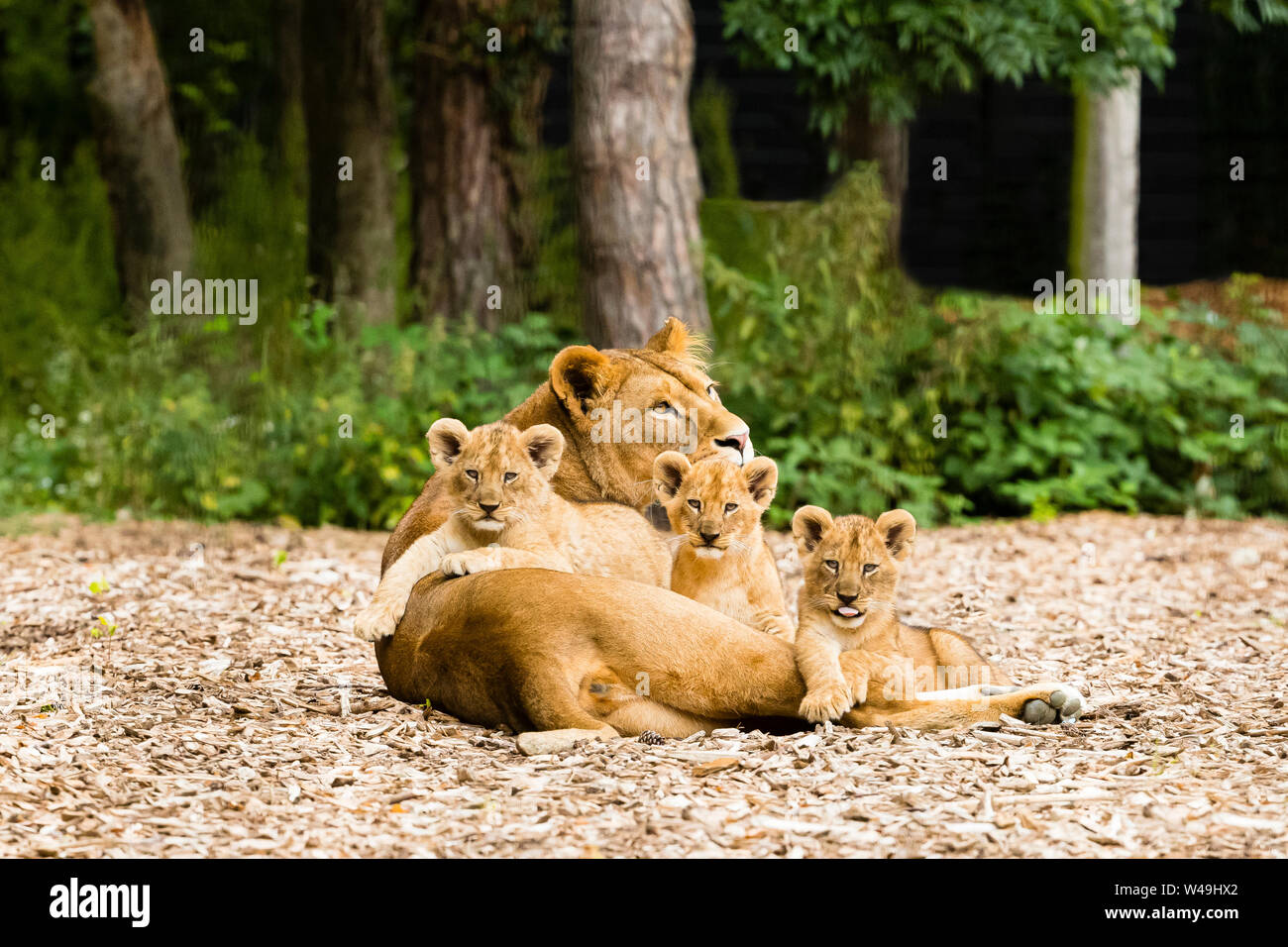 Lionne avec ses trois oursons (Panthera leo) Banque D'Images