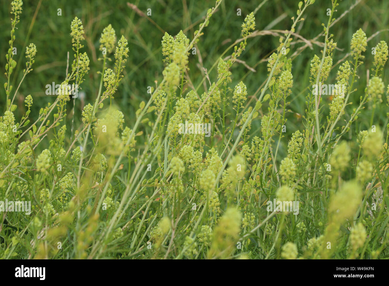 Close up of Reseda lutea, la mignonette jaune fleur mignonette ou sauvages Banque D'Images