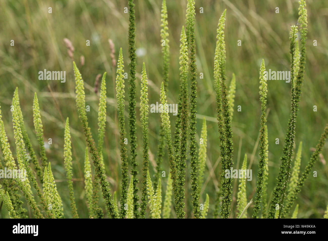 Close up of Reseda luteola, connu sous le nom de Dyer's rocket, Dyer, mauvaises herbes, soudure, et mauvaises herbes jaune woold Banque D'Images