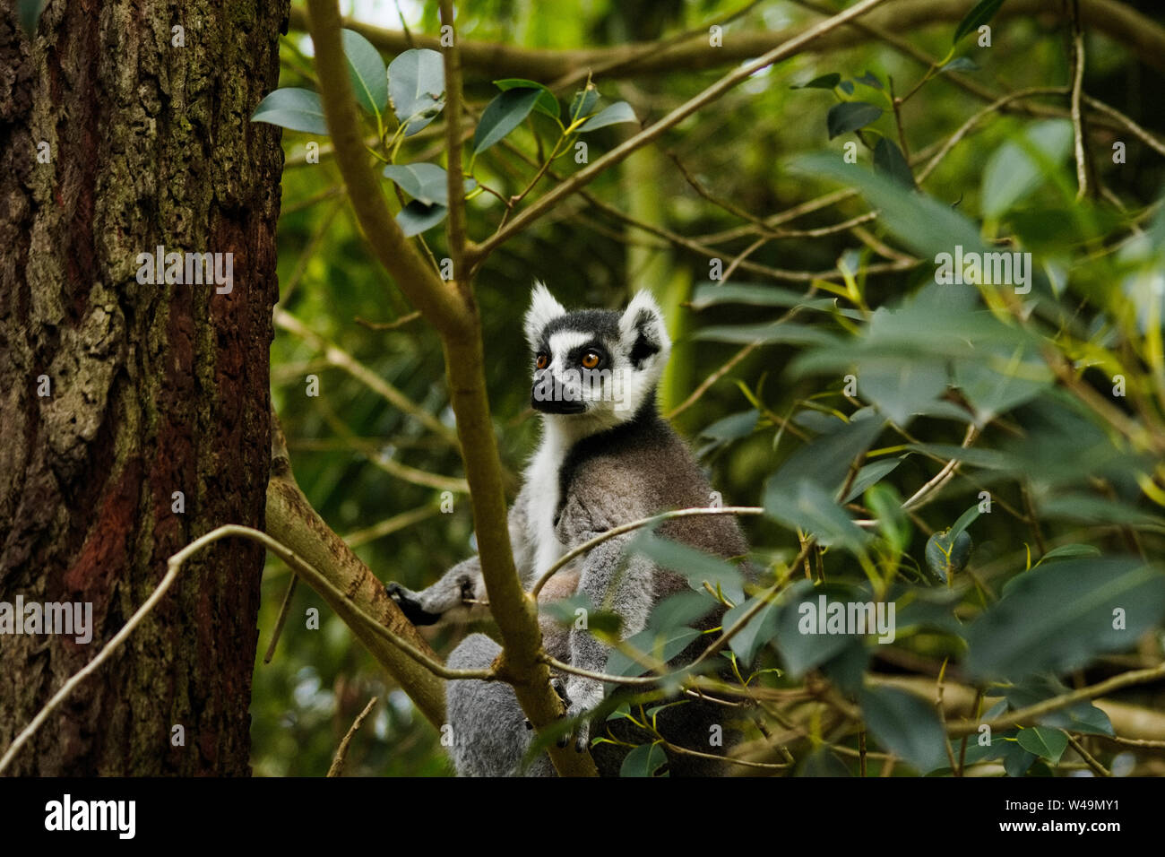 Untitled document (Lemur catta) manger dans un arbre Banque D'Images