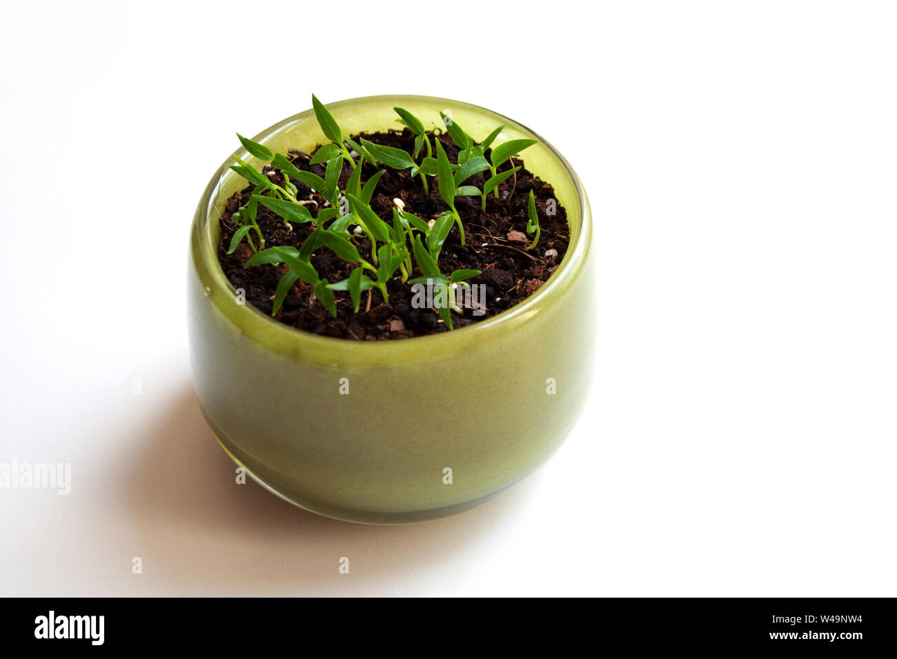 L'augmentation des jeunes plants de piment vert dans le bol en verre isolé sur fond blanc Banque D'Images