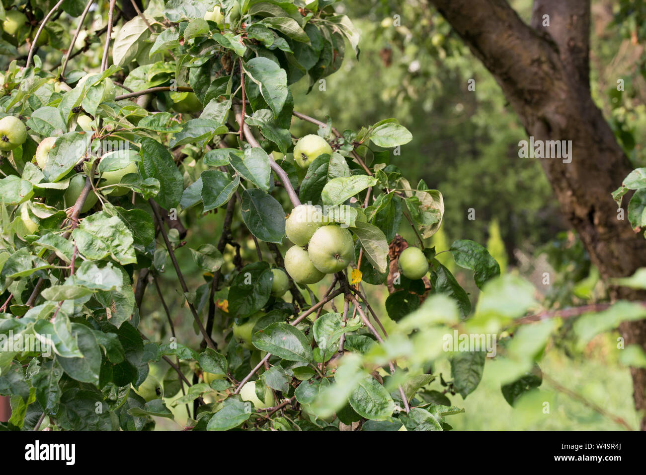 Fruits pomme verte on twig closeup Banque D'Images