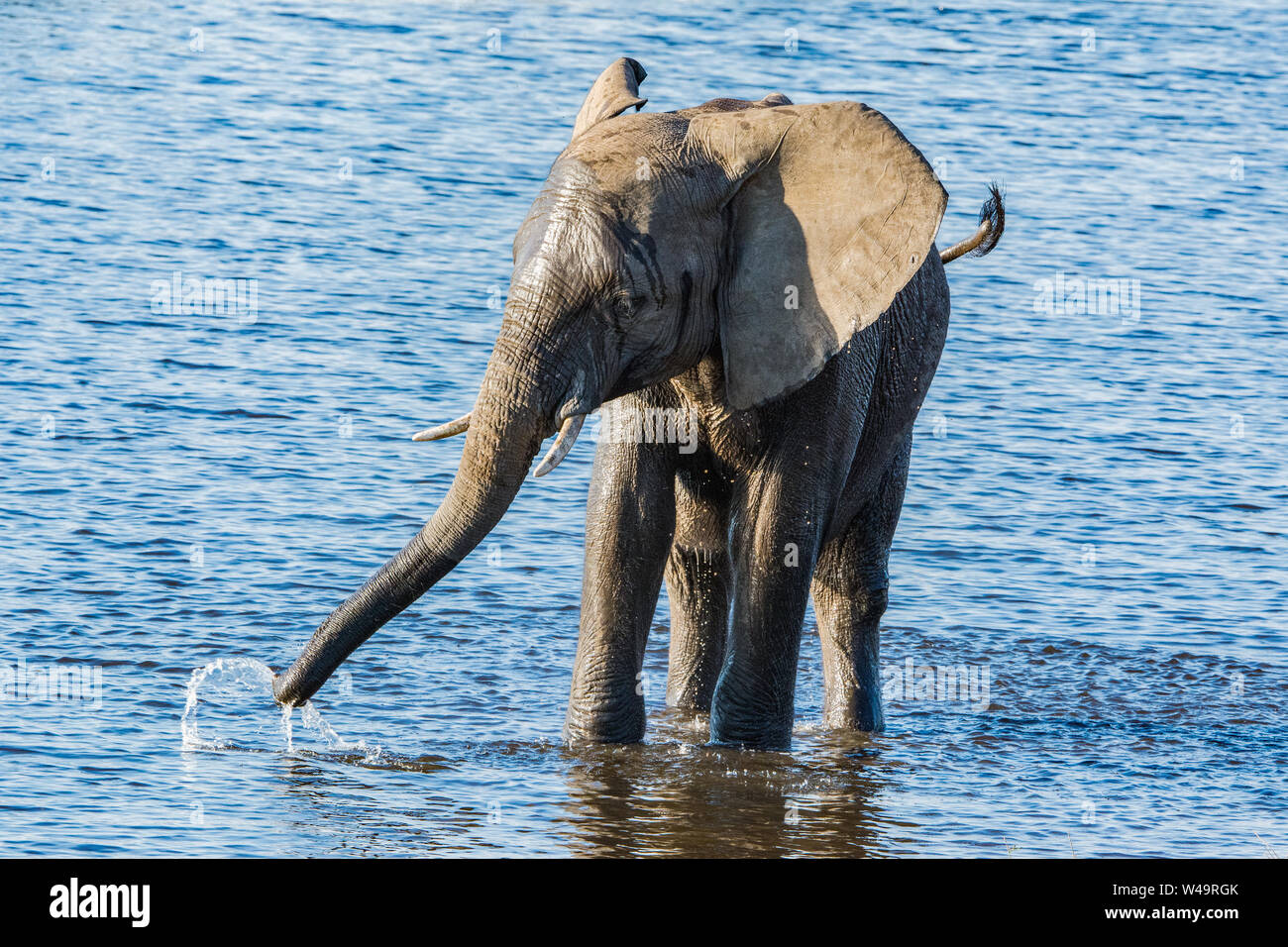 De jeunes éléphants africains éclaboussant dans la rivière Chobe Botswana Banque D'Images