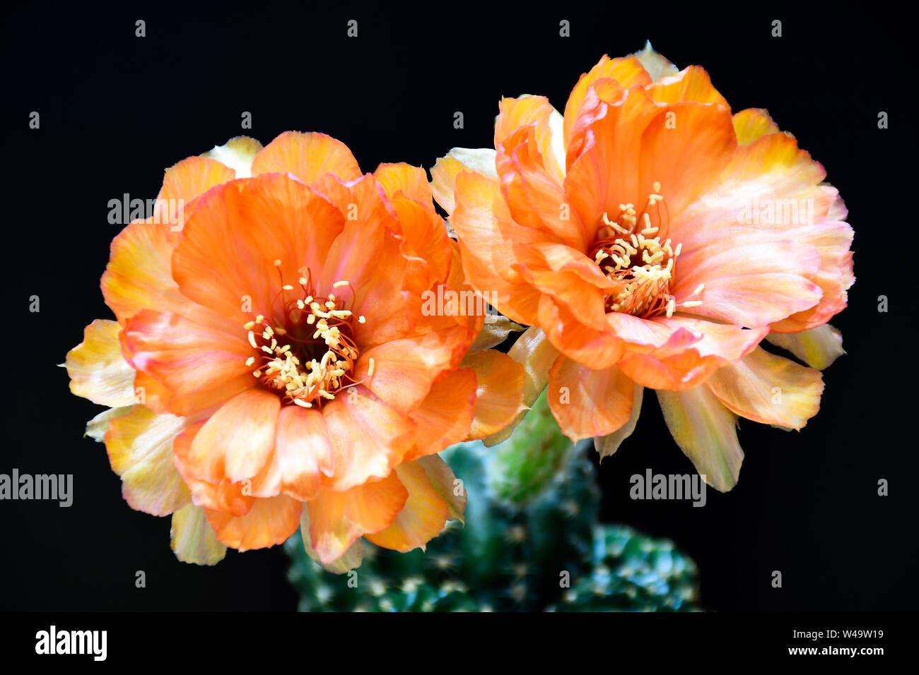 Orange fleurs de Lobivia spp., L28 sur fond noir. Banque D'Images