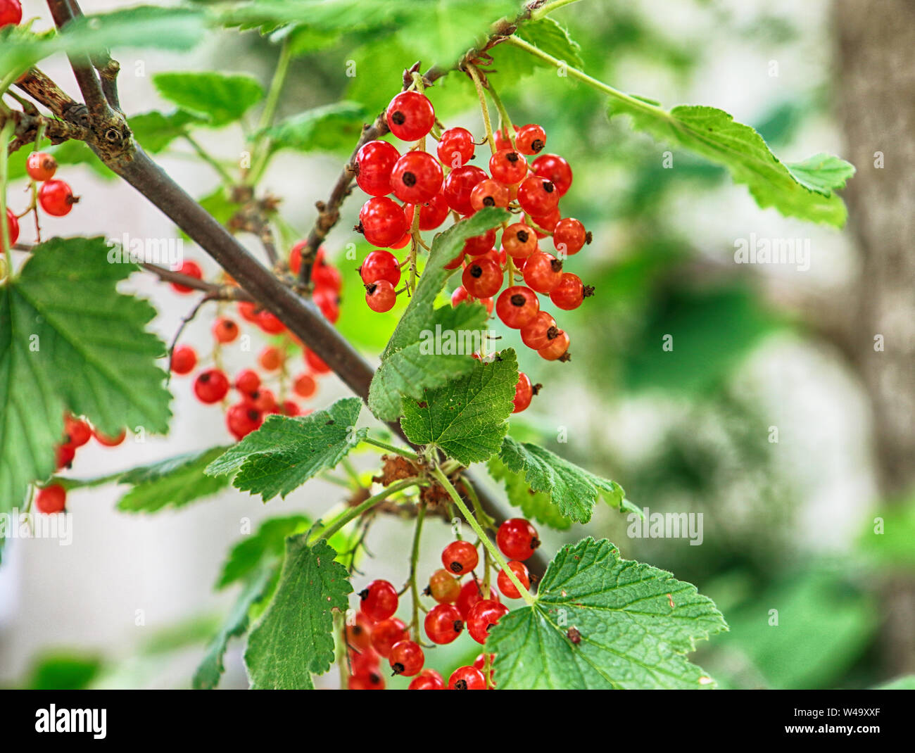 Ribes rubrum groseillier rouge baies rouge vif Banque D'Images