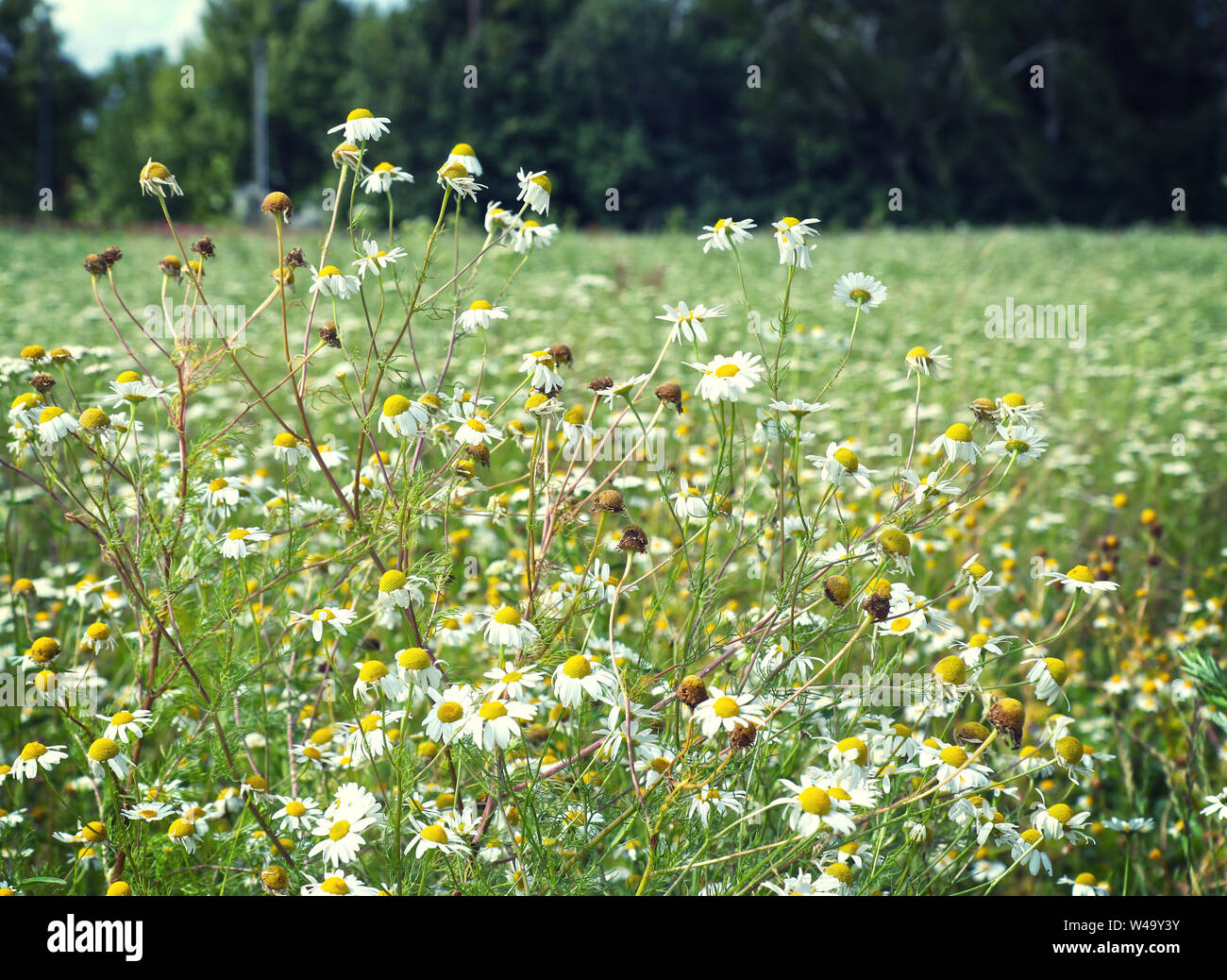 Bush daisy sauvage dans un pré, soft focus Banque D'Images