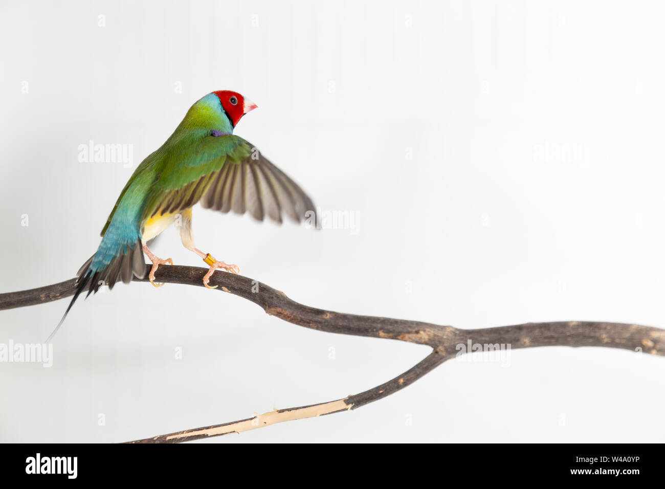 Gouldian finch colorés Oiseau (Erythrura gouldiae) sur fond blanc Banque D'Images