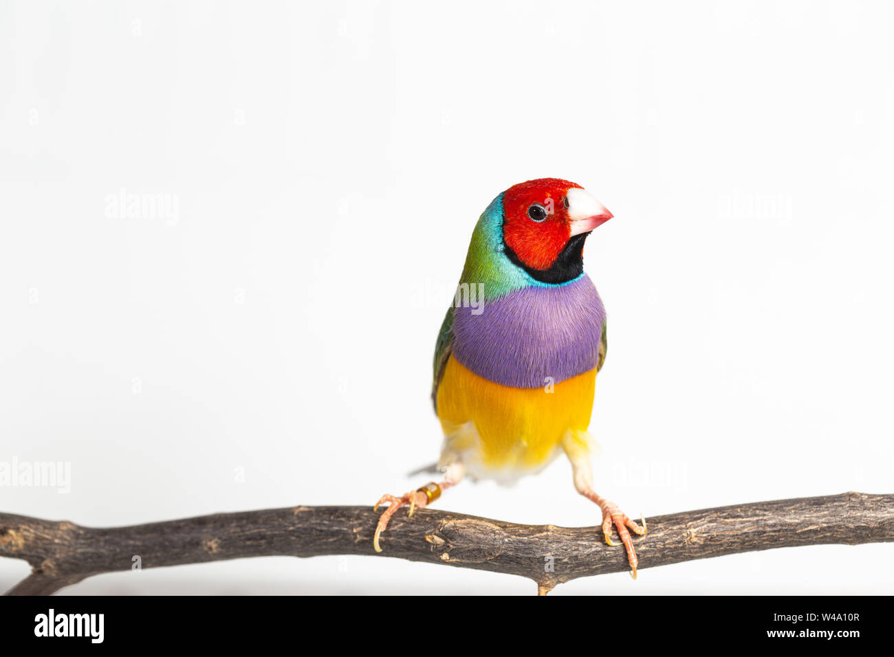 Gouldian finch colorés Oiseau (Erythrura gouldiae) sur fond blanc Banque D'Images