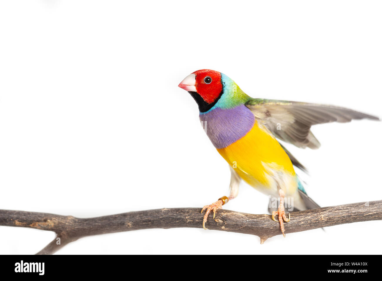 Gouldian finch colorés Oiseau (Erythrura gouldiae) sur fond blanc Banque D'Images