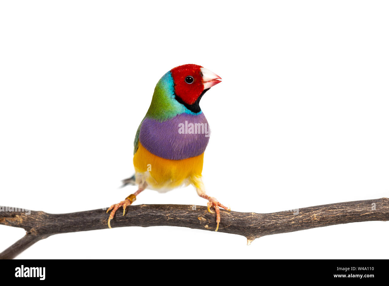 Gouldian finch colorés Oiseau (Erythrura gouldiae) sur fond blanc Banque D'Images