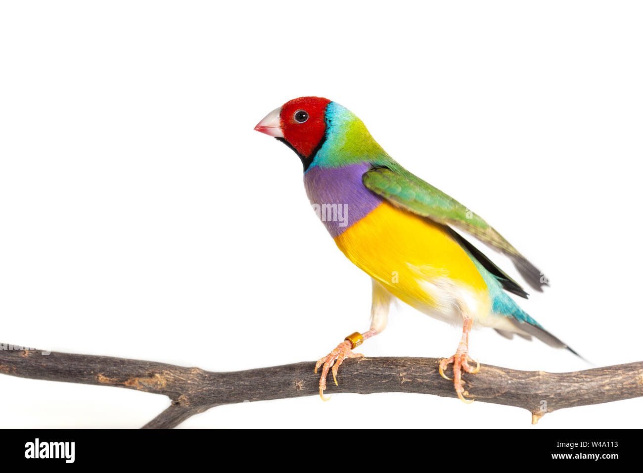 Gouldian finch colorés Oiseau (Erythrura gouldiae) sur fond blanc Banque D'Images
