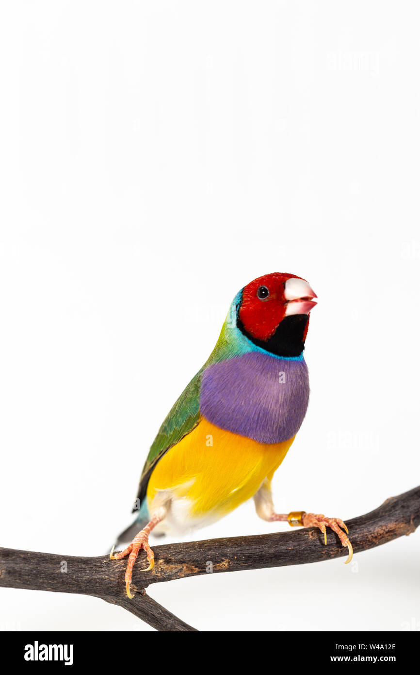 Gouldian finch colorés Oiseau (Erythrura gouldiae) sur fond blanc Banque D'Images