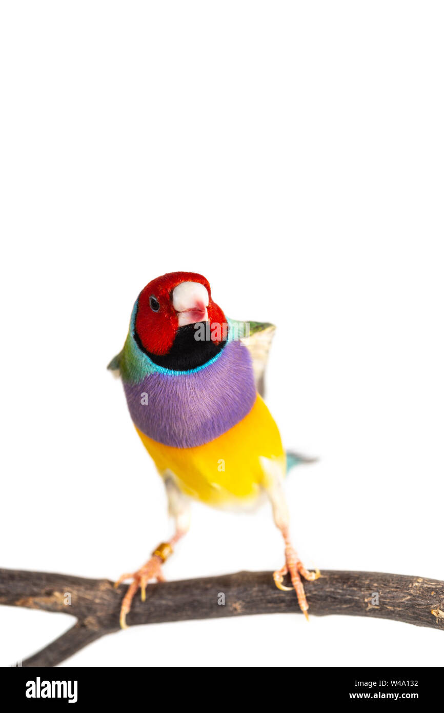 Gouldian finch colorés Oiseau (Erythrura gouldiae) sur fond blanc Banque D'Images
