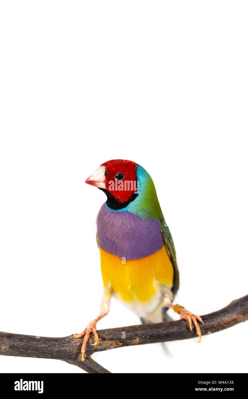 Gouldian finch colorés Oiseau (Erythrura gouldiae) sur fond blanc Banque D'Images