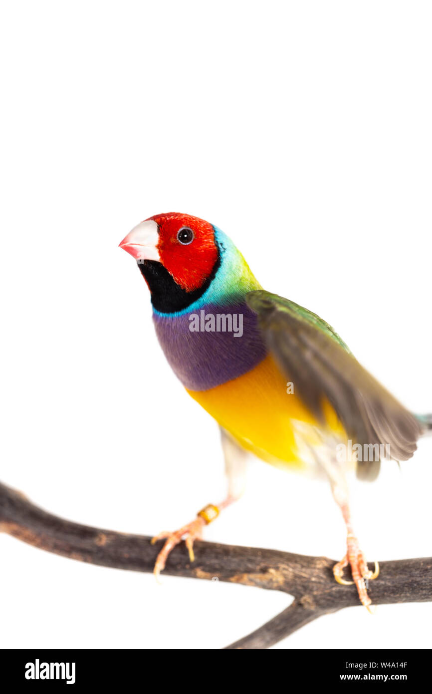Gouldian finch colorés Oiseau (Erythrura gouldiae) sur fond blanc Banque D'Images