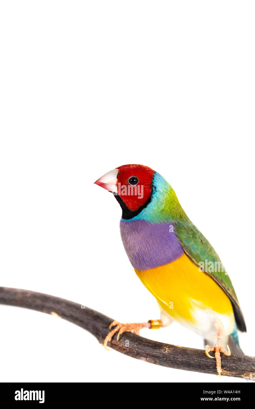 Gouldian finch colorés Oiseau (Erythrura gouldiae) sur fond blanc Banque D'Images