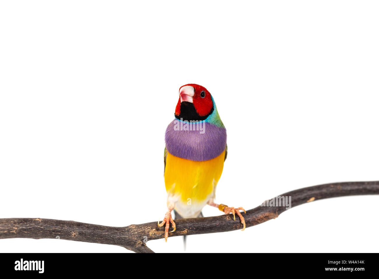 Gouldian finch colorés Oiseau (Erythrura gouldiae) sur fond blanc Banque D'Images