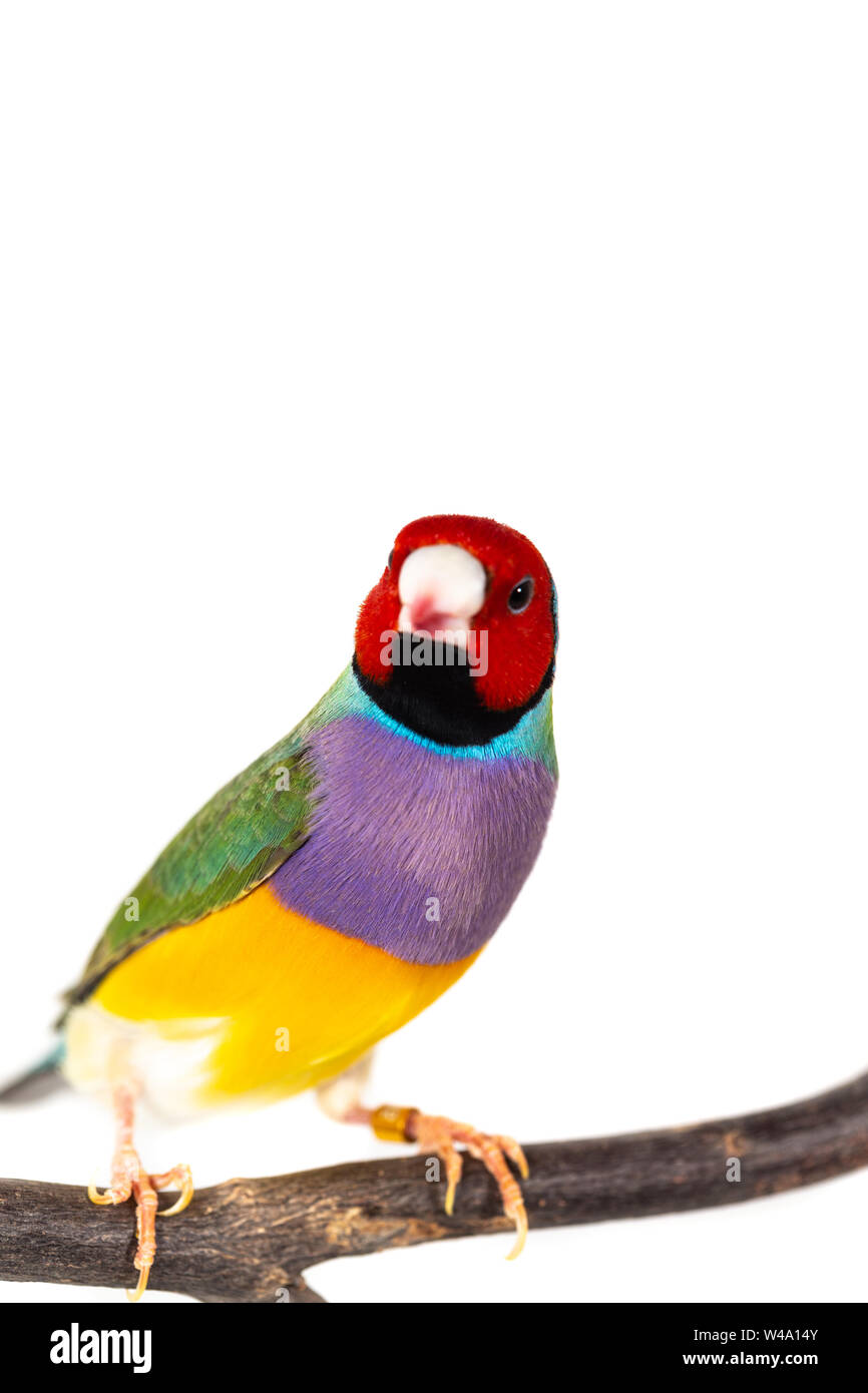 Gouldian finch colorés Oiseau (Erythrura gouldiae) sur fond blanc Banque D'Images